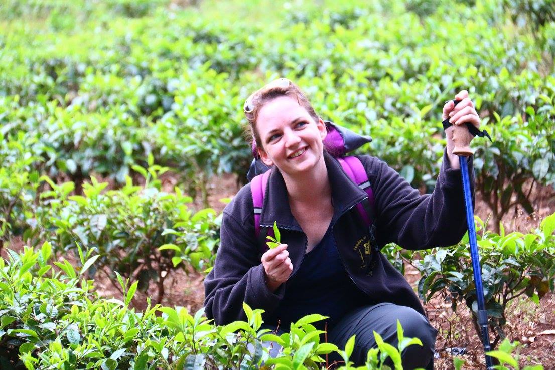 blog images/Harambee Nov 16/Susie Quinn picking tea on the trekking route